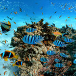 hurghada-turlari-2025-kizil-deniz