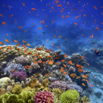 sharm-el-sheikh-turlari-2025-dalis-turlari